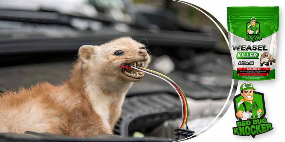 Lasičky často prerezávajú elektrické káble áut. Ako môžeme účinne predchádzať tomuto problému?