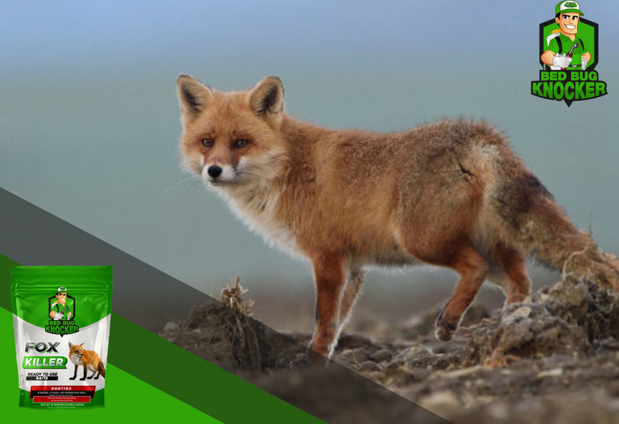 Ako chrániť farmu pred líškami: Sprievodca zaistením zvierat